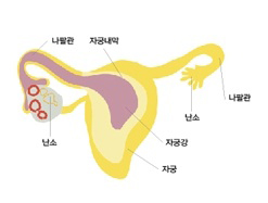 태아의 성장